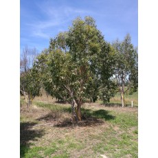 Eucalyptus fastigata Eucalyptus fastigata